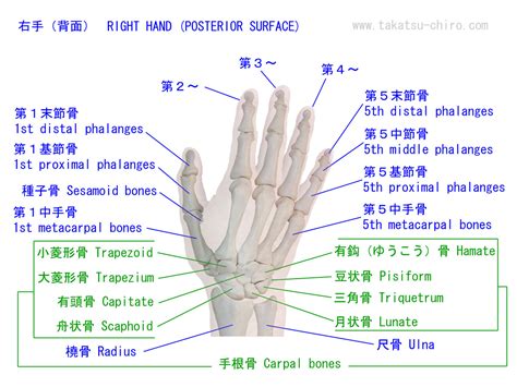 手骨|手の骨・筋肉・腱の名称｜高津整体